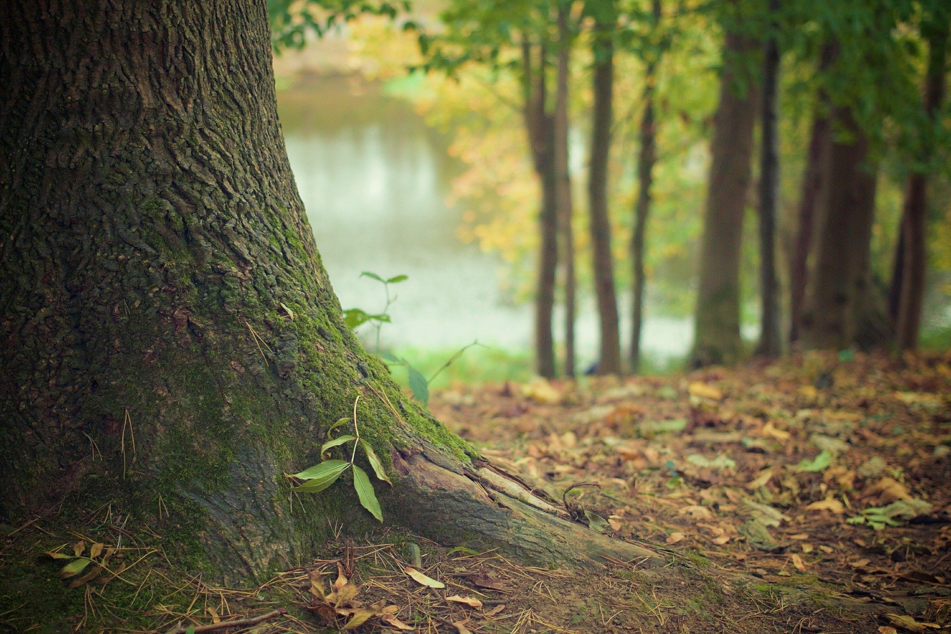 woodland area